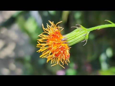 炎夏涼冰❄️【千枝針刺在心💔Thousand Needles in my Heart】林子祥💛George Lam🎶💚🎶💔🎶