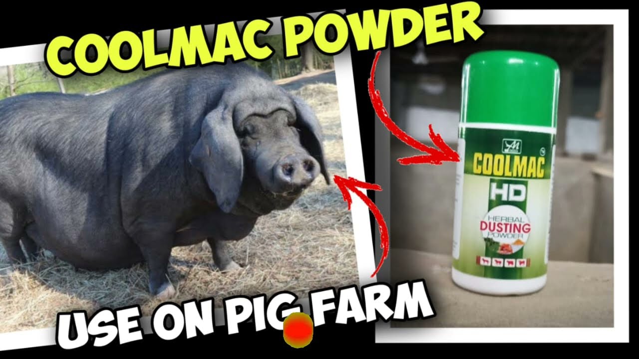 Coolmac HD herbal dusting powder use on pig farm( पिग के घाव को जल्दी भरने वाली दवा)