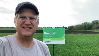 The Real View of Rexade at Weed Level