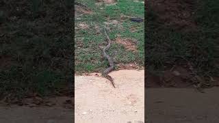 Famous Indian Rock Python #shorts Net Worth