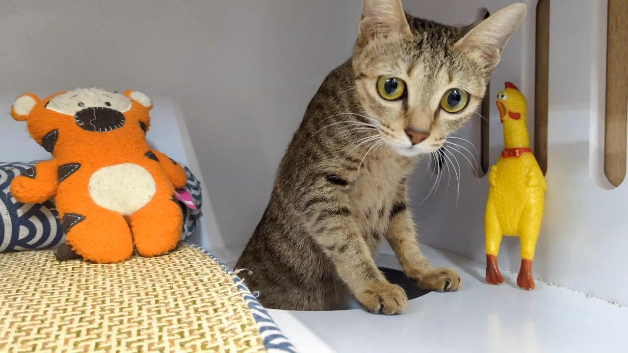 🐔 rubber chicken Screaming Chicken Mr. Chicken sings to the kitten