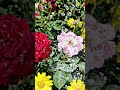 glass raindrops on flowers#asmr #asmrsounds #relaxation #glass