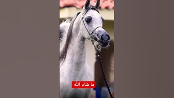 القرآن الكريم ❤️🩷تلاوة رائعة بصوت القارئ هاني العزوني#تلاوة تقشعر لها الأبدان