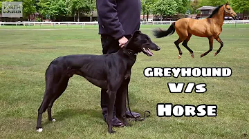 Greyhound V/S Horse Who Will Win ? Comment Below koun / JITEGA BHAILOG BATAO