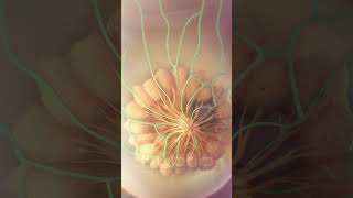 Breast Cancer Metastasis Animation 