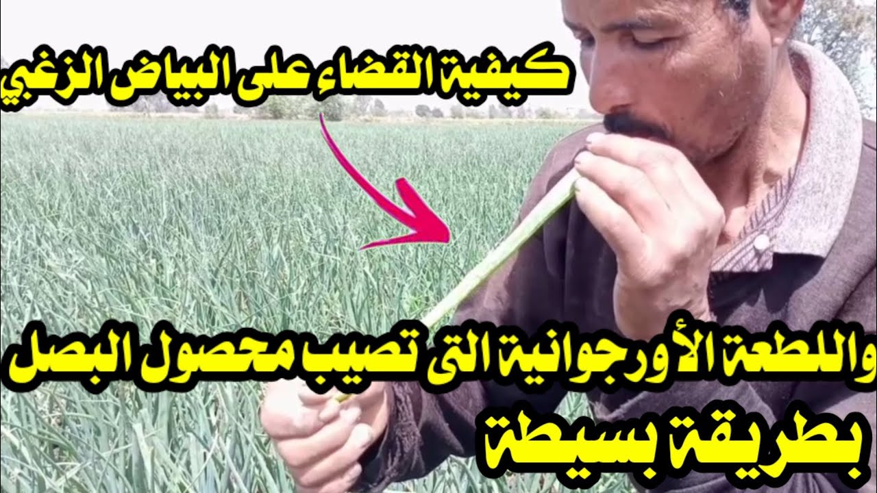 أهم المبيدات للقضاء على البياض الزغبي