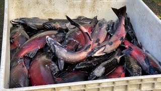 Dungeness Hatchery Counts, Sorts and Ships Returning Salmon