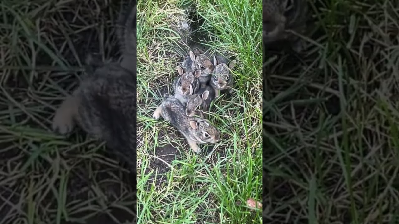 now what do we name them 🐺 babies view 🐣 