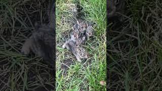 now what do we name them 🐺 babies view 🐣 #babiesview