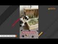 Jealous bunny has no patience for cats