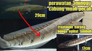 Channa Maru cabung pecah Bermekaran_simak perawatanya.