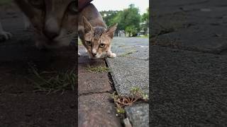 Kucing Lucu #Shorts #Short #Shortvideo #Kucing