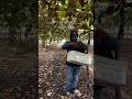 حصاد الكيوي كيوي فواكه بساتين مزرعة يوميات   حصاد حقول