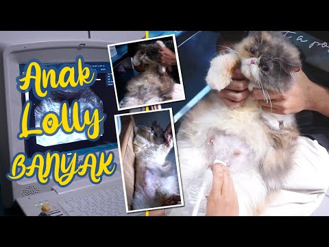 Video: Cara Melakukan USG Perut Untuk Kucing