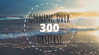 Opening Over 300 Oysters! (Reveals 8466 - 8546)