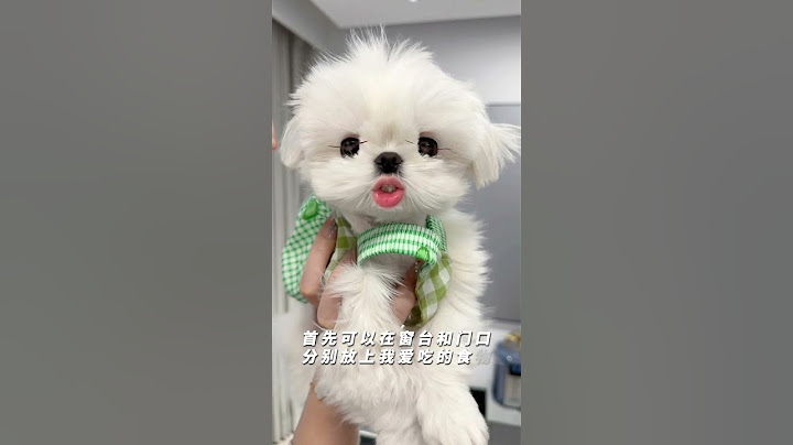 狗狗走丢了怎么找？希望用不上，但记得收藏，有备无患#养狗经验分享 #科学养宠攻略 #养狗人 #新手养狗
