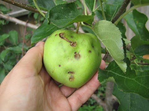Video: Peach Canker Treatment – Hur man hanterar Leucostoma Canker Of Peach Trees