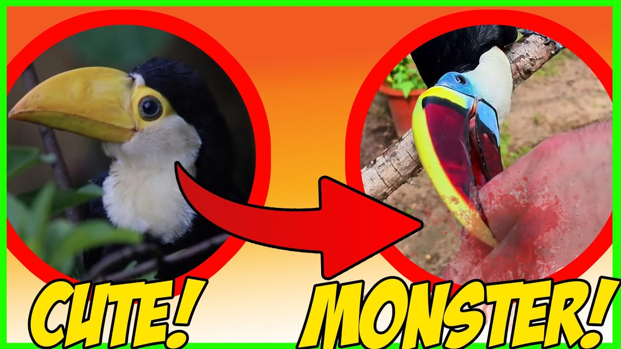 Что вам НЕ говорят о домашних туканах (изменение характера через 6 месяцев)