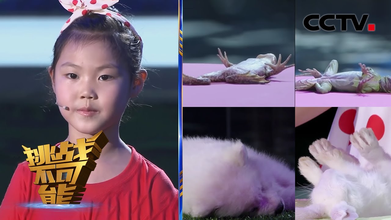 5岁女孩韩嘉盈展现奇妙能力 现场挑战哄睡萌宠 小撒和萨摩耶“撞名”引发爆笑 | 挑战不可能第一季