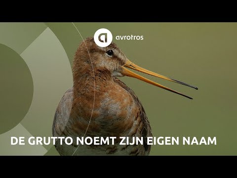 Wild in Nederland: de Grutto roept zijn eigen naam
