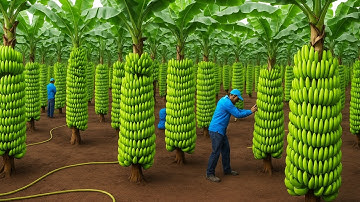 Bên Trong Trang Trại Chuối Khổng Lồ – Hàng Ngàn Nải Chuối Được Thu Hoạch Mỗi Ngày!