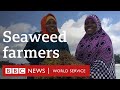 The seaweed farmers adapting to warmer seas  bbc world service people fixing the world