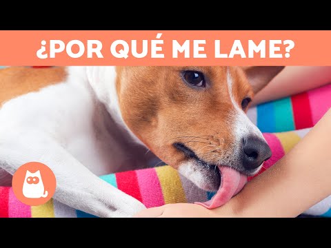 ¿Por qué mi PERRO me LAME las MANOS? 🐶👅🖐🏻 (5 Razones) hqdefault