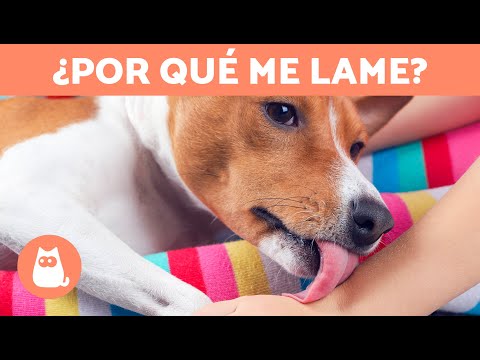 Video: ¿Por qué los perros lamen las manos de la gente?