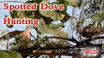 How to catch a spotted dove Ep.13