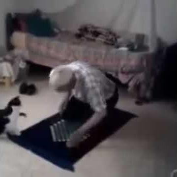 Video Lucu Kucing Ganggu Majikan Yang Sedang Sholat