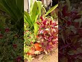 Jardim de flores