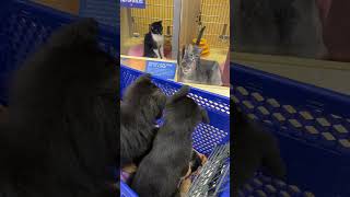 3 GSD Puppies see Cats for the first time 😊 in Pet Smart