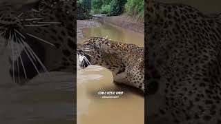 Predadores que atacaram o animal errado e se deram mal #onçapintada #dragaodekomodo  #crocodile