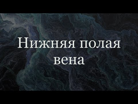 Нижняя полая вена - анатомия сердечно-сосудистой системы (ССС)