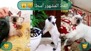 يوميات القط المشهور أسطا?لقطات و شقاوة أسطا منذ الصغر حتى كبر?? Le_Chat_Asta depuis lenfance