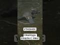 Зверь, Собранный Из Разных Животных - Утконос