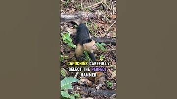 Primate Stone Age Evidence Discovered: Evolution Just Got Weird