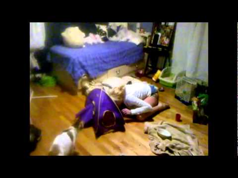 how to my to attack intruders cat trained to attack intruder how to my to attack intruders cat trained to attack intruder