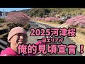 【2025河津桜】 2.26一部エリアが俺的見頃宣言！河津桜まつり　お得情報