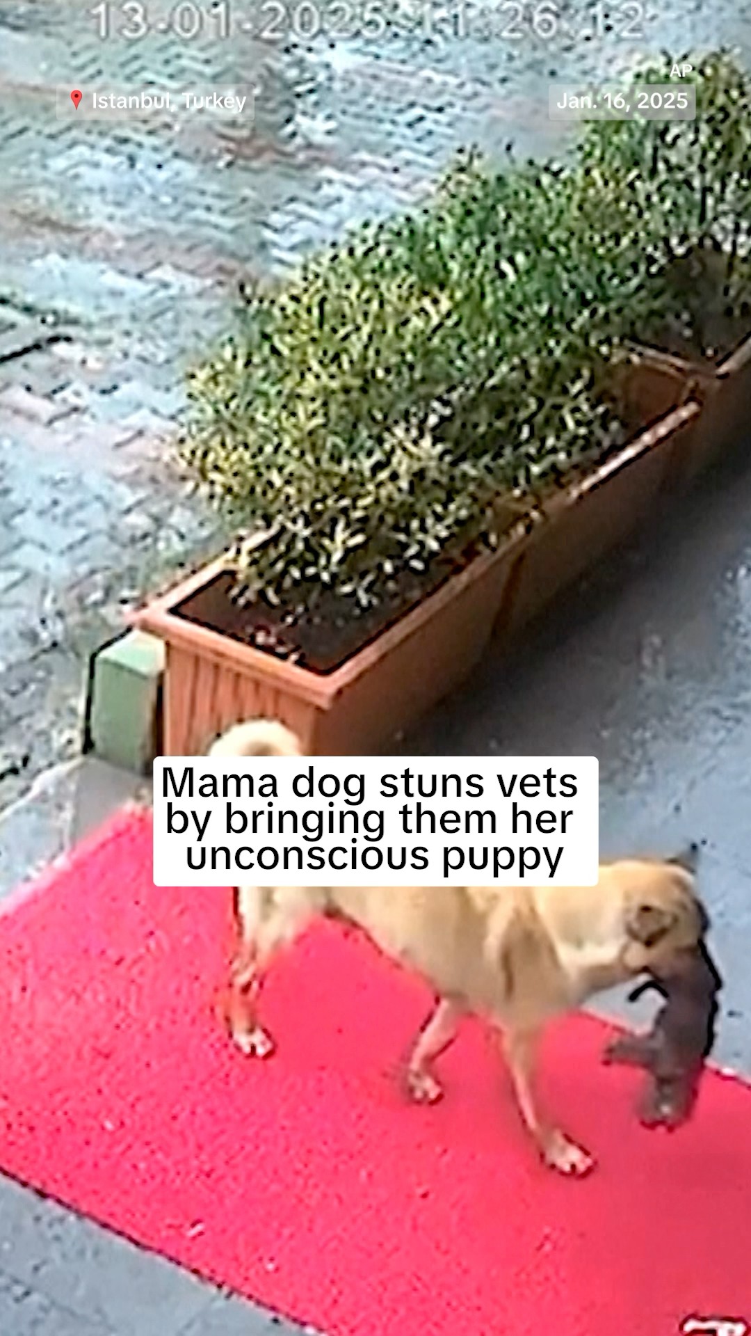 Mama dog stuns vets by bringing them her unconscious puppy
