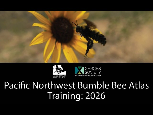 2026 Pacific Northwest Bumble Bee Atlas Training Workshop - YouTube
