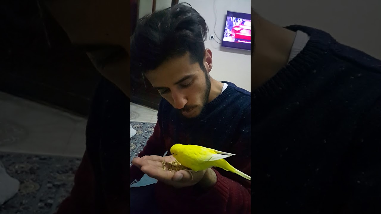 Muhabbet kusunun insanla arasinda ki guzel bag - YouTube