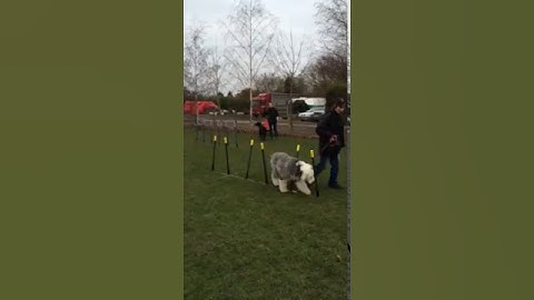 Old English Sheepdog agility part 2