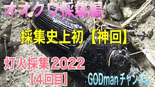 オオクワ灯火採集２０２２【神回！４回目】オオクワ飛来