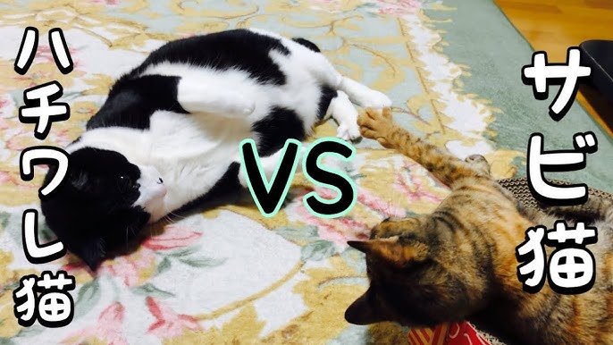 毎朝ママの布団に集合するハチワレ猫とサビ猫が可愛いｗ Youtube