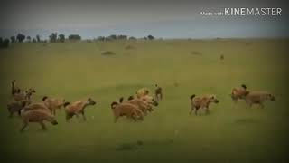 #wildlove ||Epic Angry Lion hunts a hyena || Lions vs Hyenas || BEST Lion vs Hyena Real Fight!