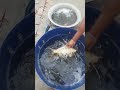 American Fish Transfer Amazing Scene #shorts