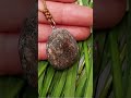 #seastonependant #stonenecklace #naturaljewelry #beachstone #handmadenecklace #everydayjewelry