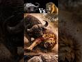 Wild Buffalo Takes Down a Lion in a Brutal Showdown 😱 #shorts #animals