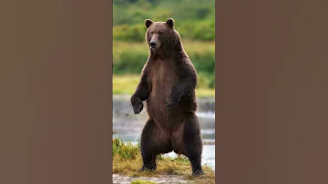 Несокрушимый царь леса бурый медведь🐻 Символ силы и могущества